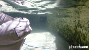 Zooming To a Screen near You