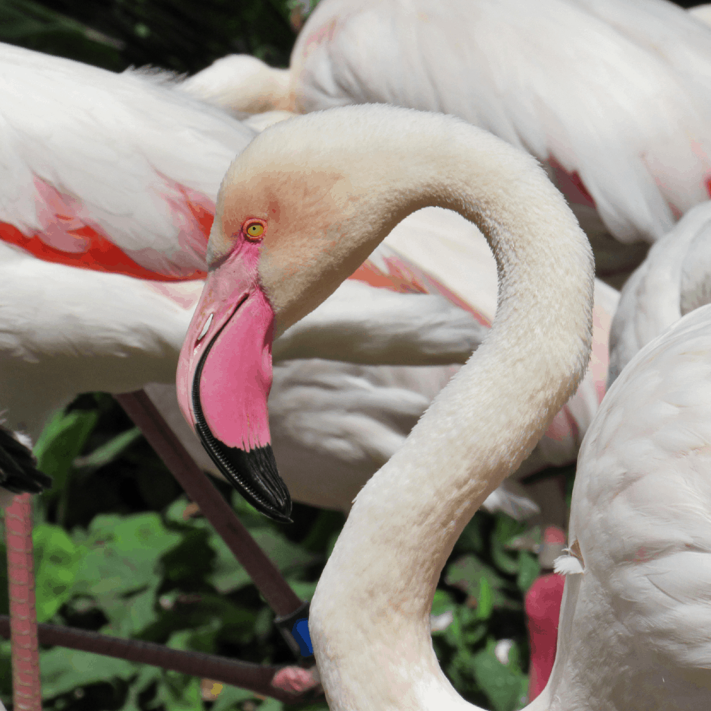 Greater flamingo