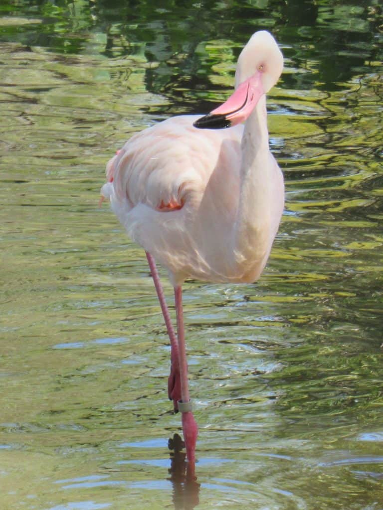 Flamingo Bird