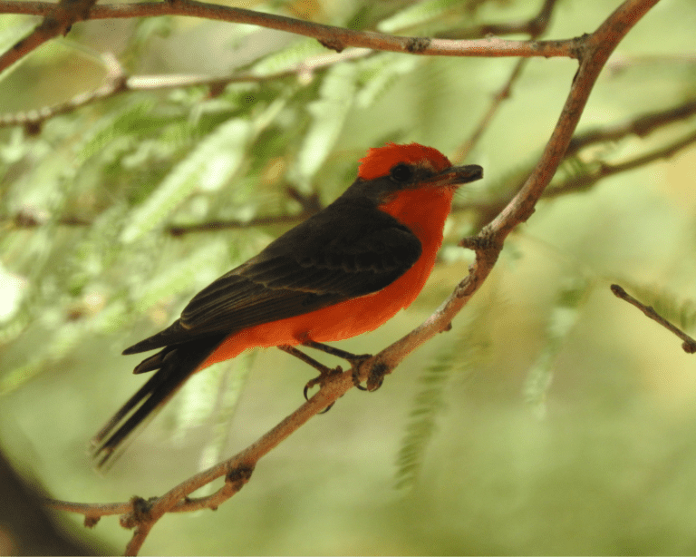 Scott's oriole