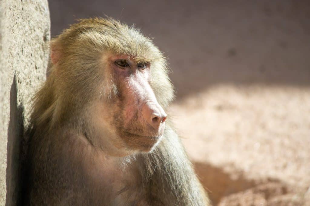 Oldest Baboon