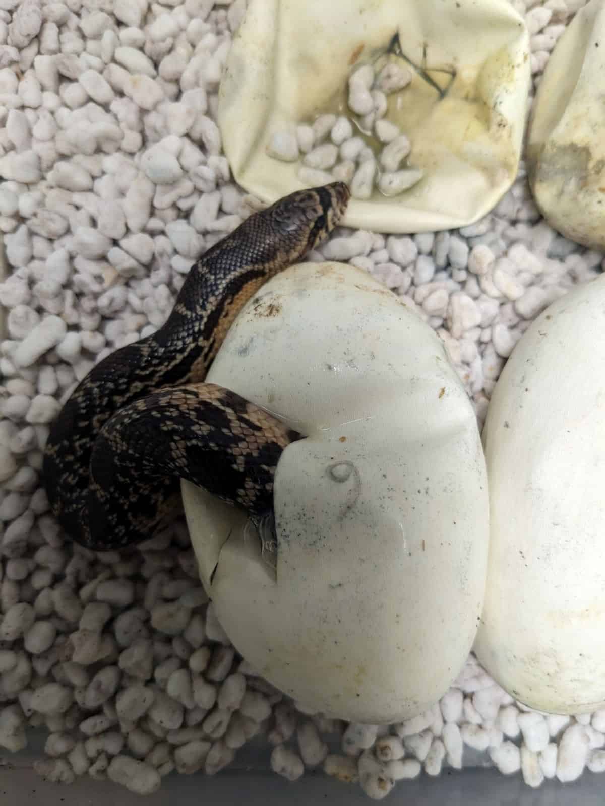 hatchling